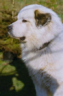 Pyrenäenberghund A-Wurf - Cheri vom Loisachtal
