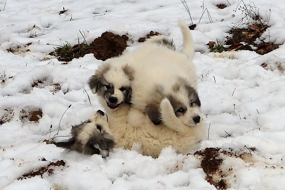 Pyrenäenberghund - F-Wurf Februar 2019