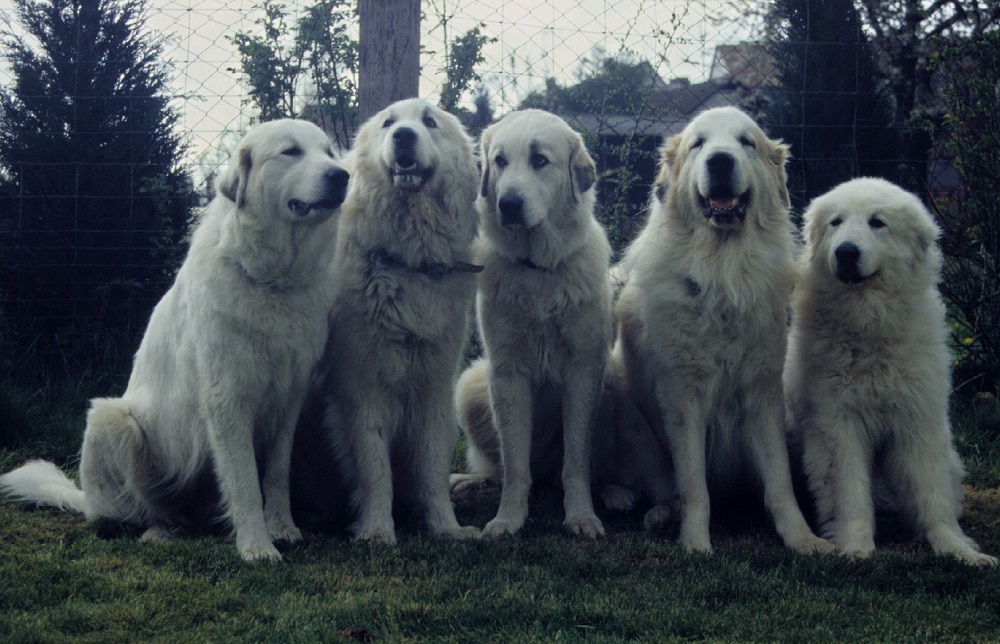 Pyrenäenberghund - Familienbild