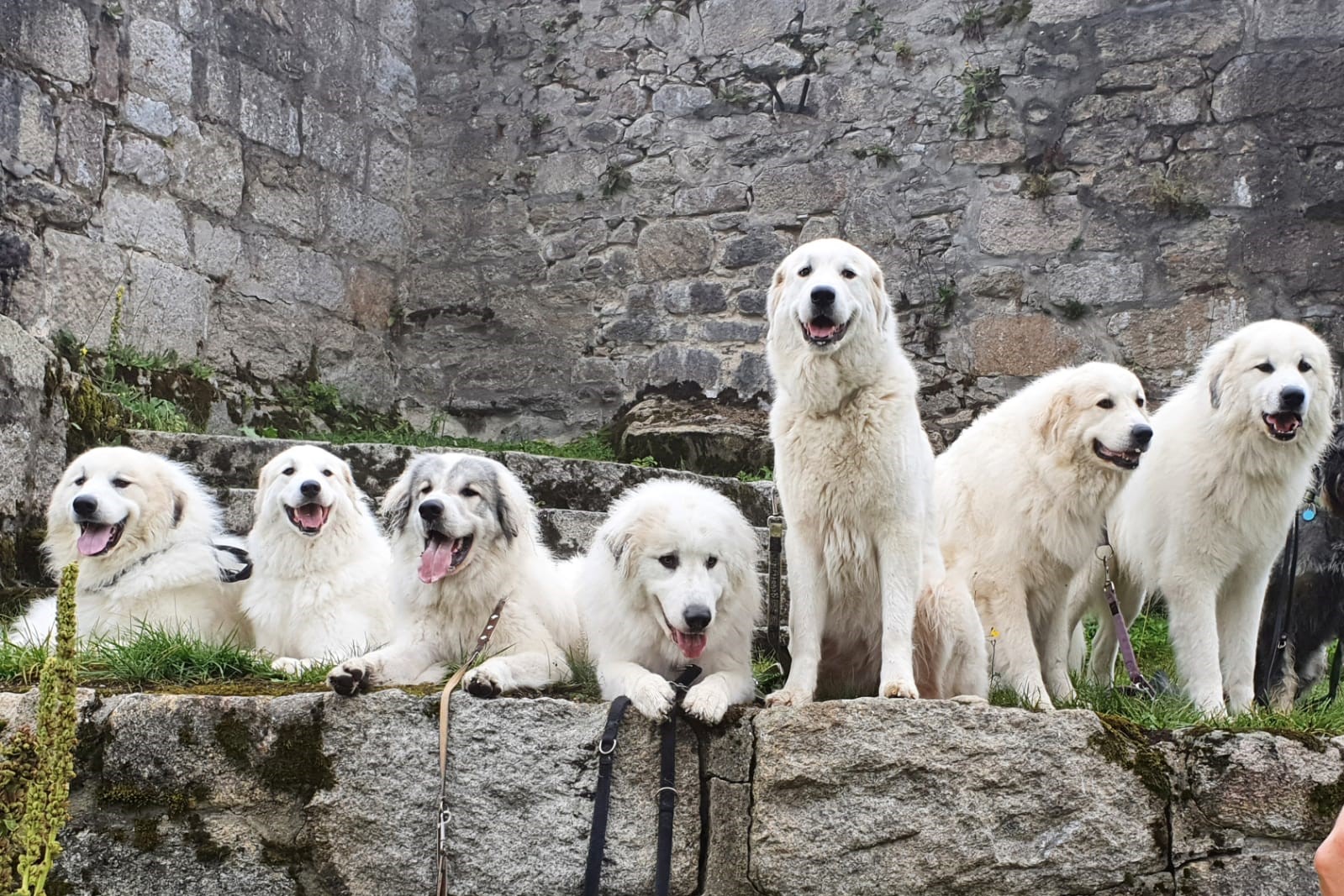 News und Bilder vom Pyrenäenberghund Welpentreffen 2020 - Gruppenbild