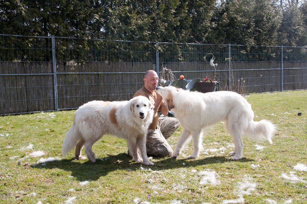 Pyrenäenberghund - Besuch bei Cyrano März 2011 - ... Fellwechsel ...