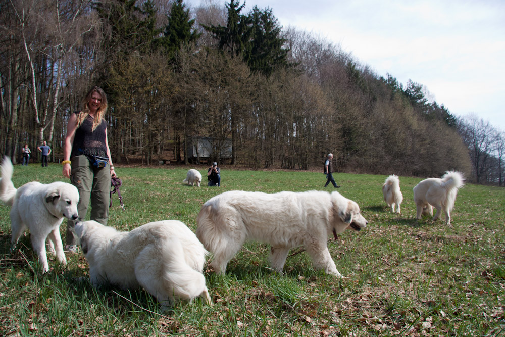 Pyrenäenberghund - Welpenspaziergang April 2011 - Schafe auf der Weide