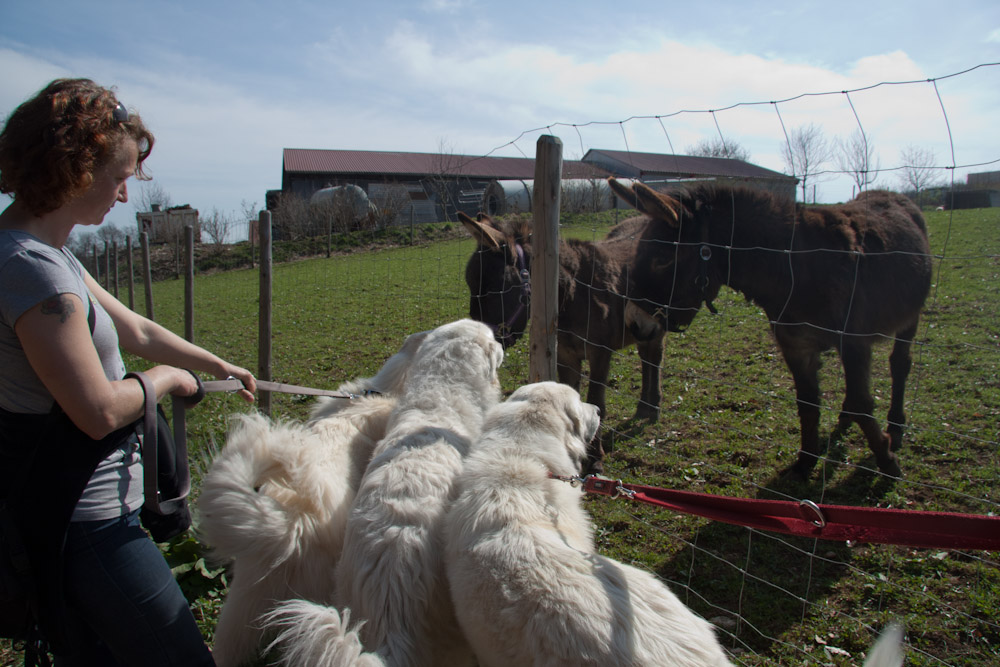 Pyrenäenberghund - Welpenspaziergang April 2011 - Liebe auf den ersten Blick