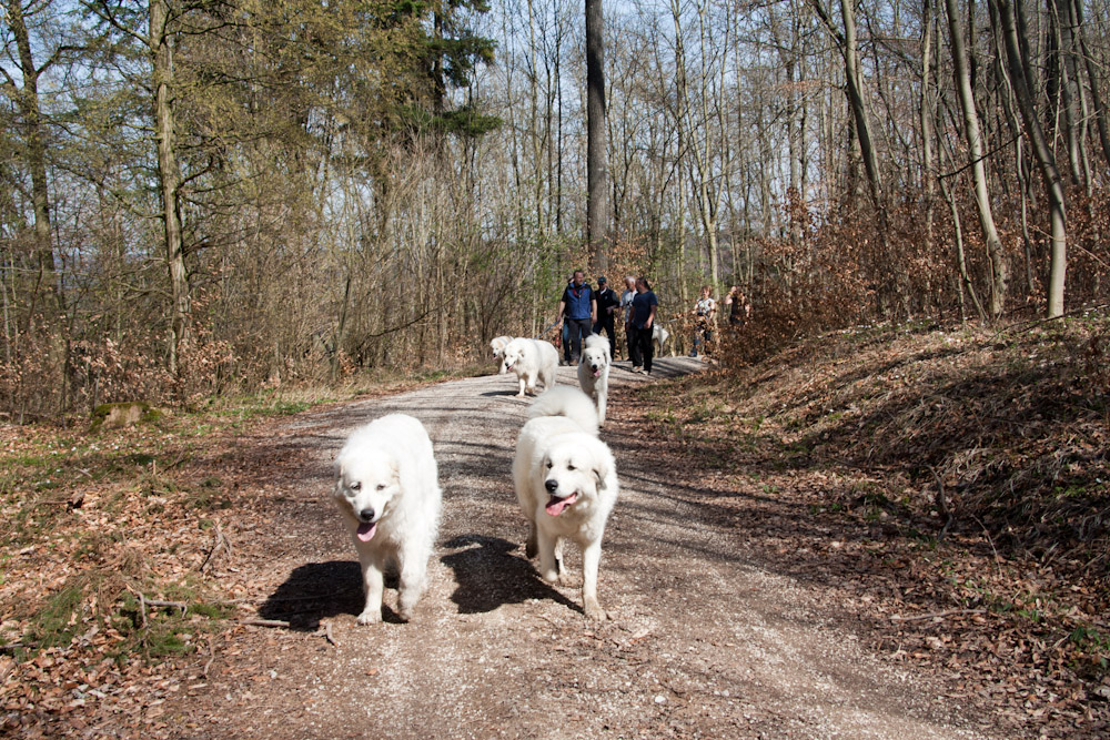 Pyrenäenberghund - Welpenspaziergang April 2011 - der ganze Trupp 'on the road'