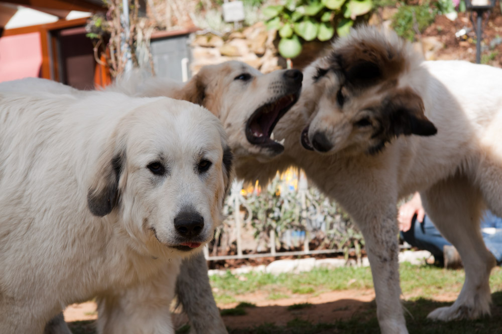 Pyrenäenberghund - Welpenspaziergang April 2011 - Cécile, Cyrano und Cendrine