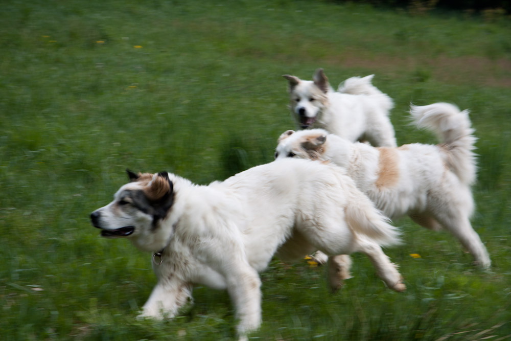 Pyrenäenberghund - Welpenspaziergang Mai 2011 - Die Rasselbande ...