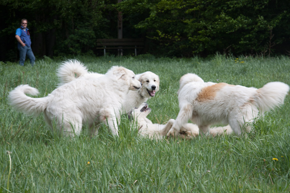 Pyrenäenberghund - Welpenspaziergang Mai 2011 - Gruppenbild