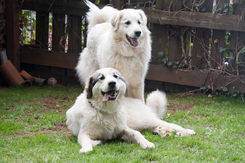 Pyrenäenberghund - Welpenspaziergang Mai 2011 - Mutter und Tochter