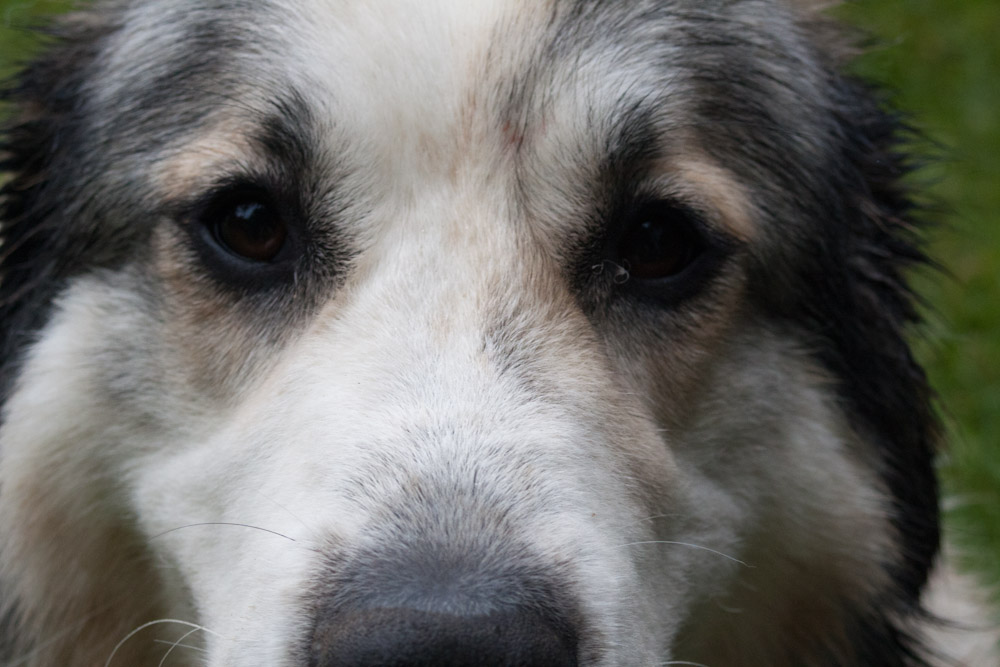 Pyrenäenberghund - Welpenspaziergang Juli 2011 - ... diese Augen ...