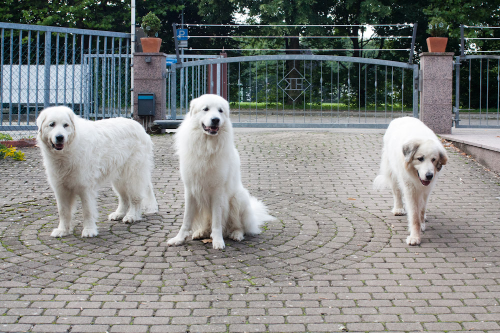 Pyrenäenberghund - Zu Besuch bei Bastien Juli 2011 - Bastien mit seinen beiden Tanten