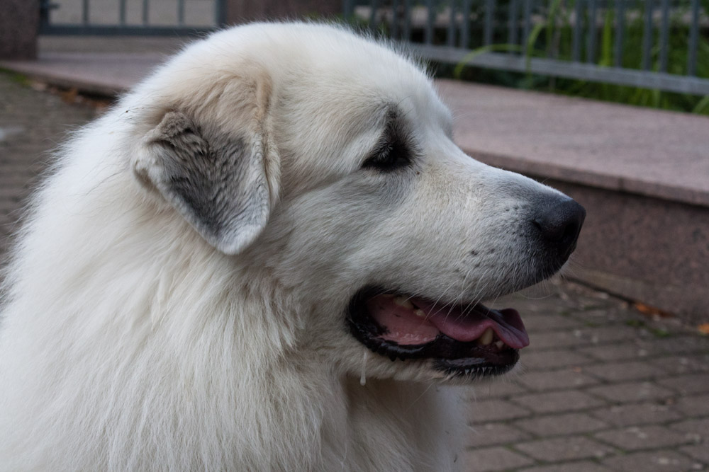 Pyrenäenberghund - Zu Besuch bei Bastien Juli 2011 - Bastien