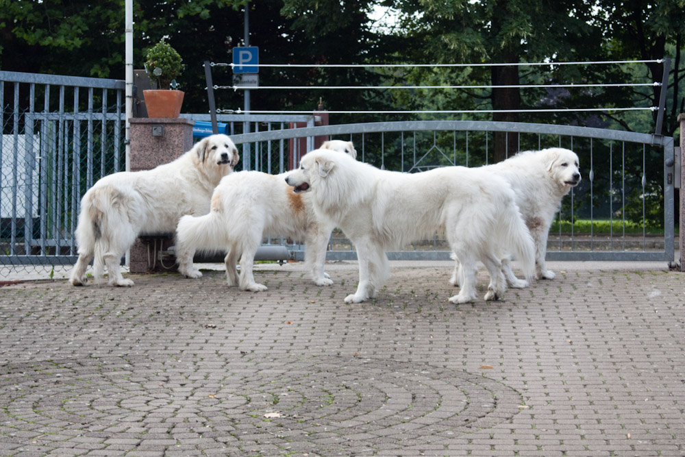 Pyrenäenberghund - Zu Besuch bei Bastien Juli 2011 - Auf der Wacht