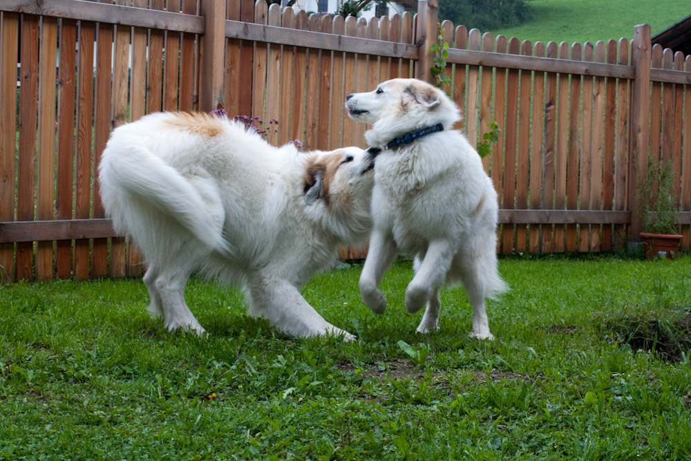 Pyrenäenberghund - Zu Besuch bei Balou August 2011 - Balou und Ariadne
