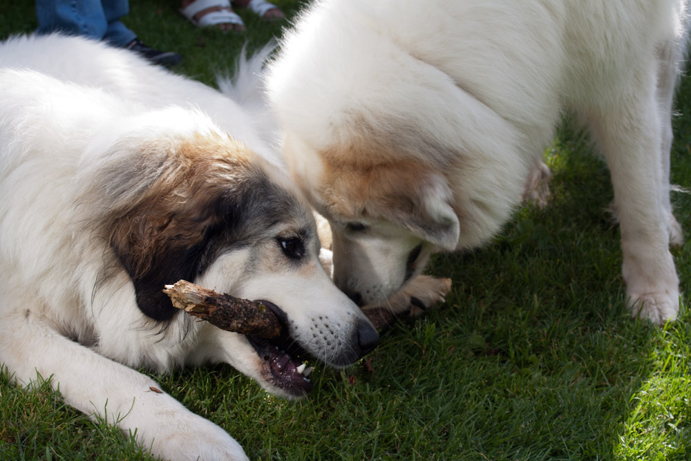 Pyrenäenberghund - Welpenspaziergang September 2011 - Stöckchenspielen mit Mama
