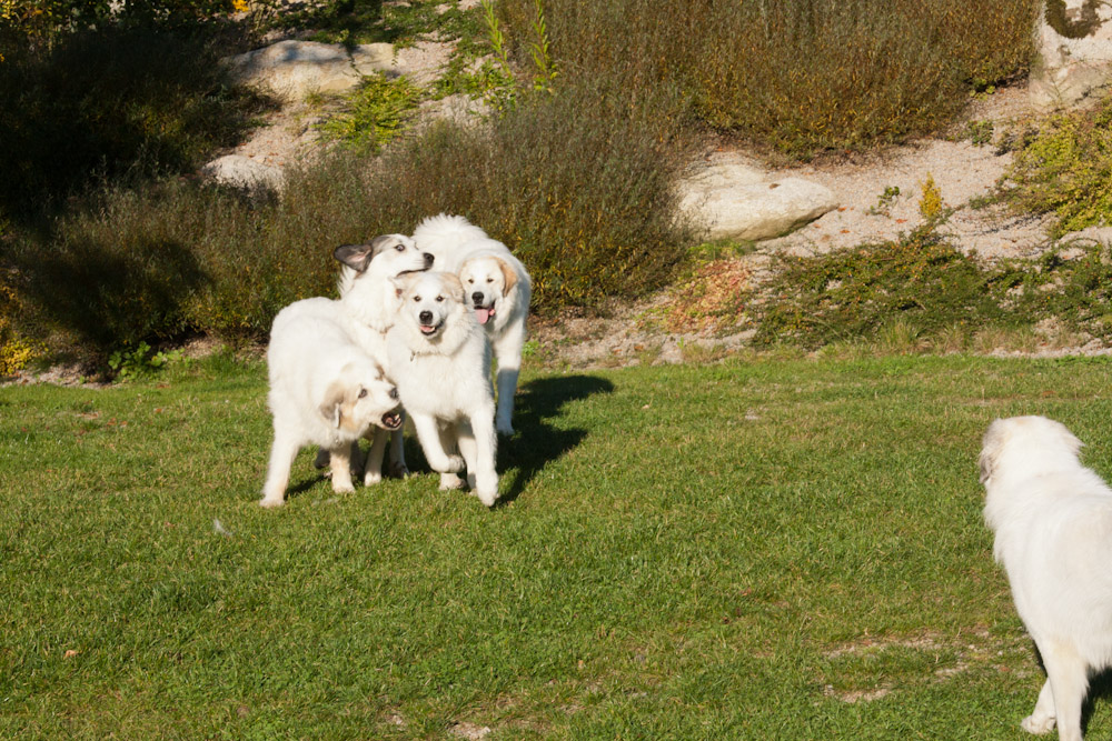 News und Bilder vom Pyrenäenberghund Welpentreffen 2011 - ... im Freilauf
