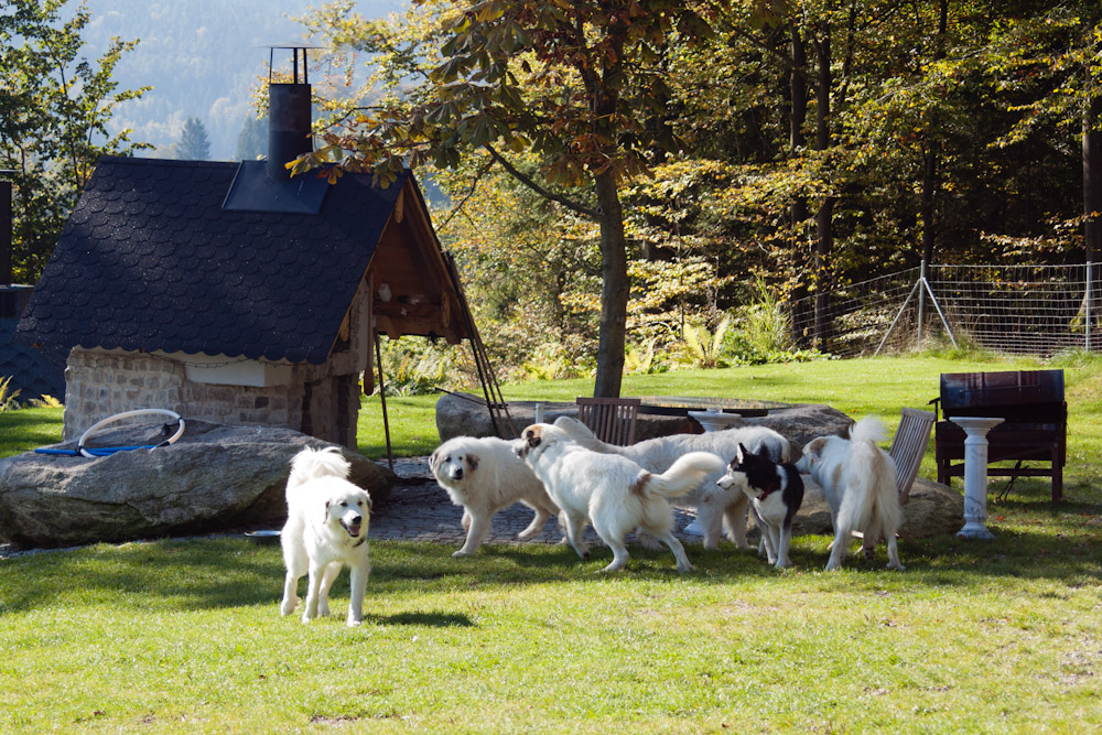News und Bilder vom Pyrenäenberghund Welpentreffen 2011 - Im Freilauf