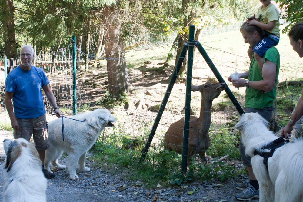 News und Bilder vom Pyrenäenberghund Welpentreffen 2011 - Tierpark Lohberg