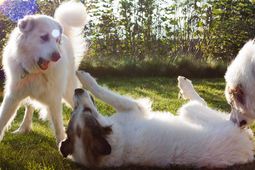 News und Bilder vom Pyrenäenberghund Welpentreffen 2011 - Mama mit ...