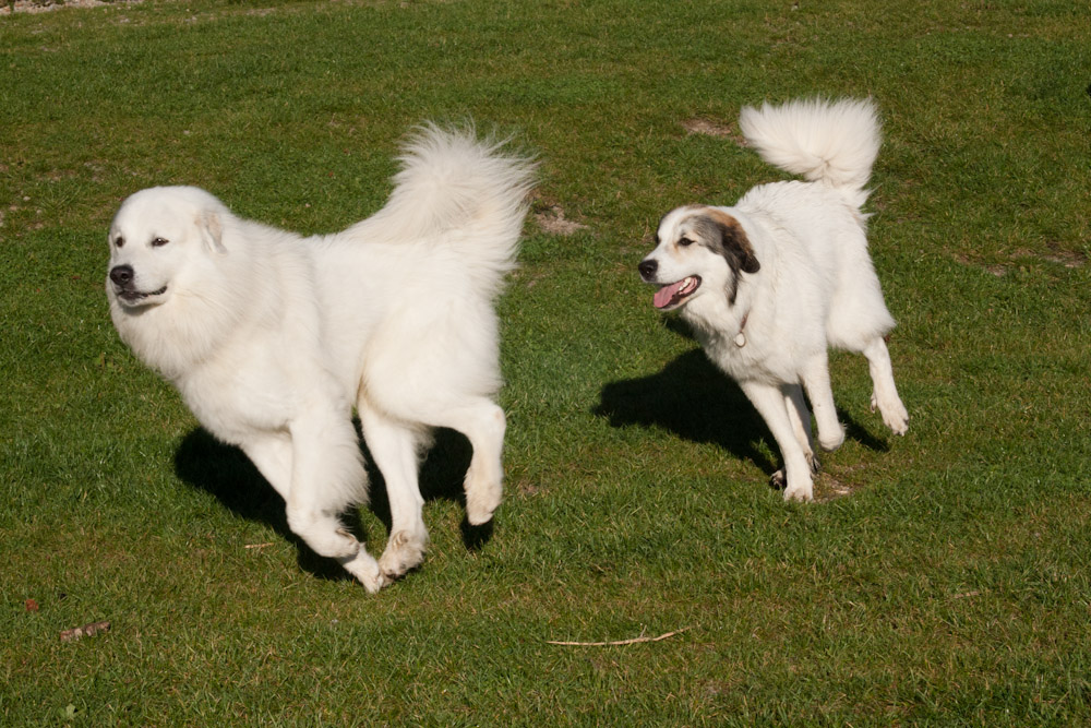 News und Bilder vom Pyrenäenberghund Welpentreffen 2011 - Bastien und Cendrine