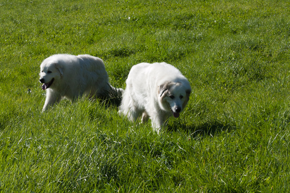 News und Bilder vom Pyrenäenberghund Welpentreffen 2011 - Alte Damen unterwegs