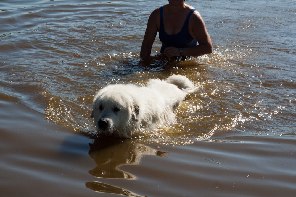 News und Bilder vom Pyrenäenberghund Welpentreffen 2011 - Bastien übt schwimmen