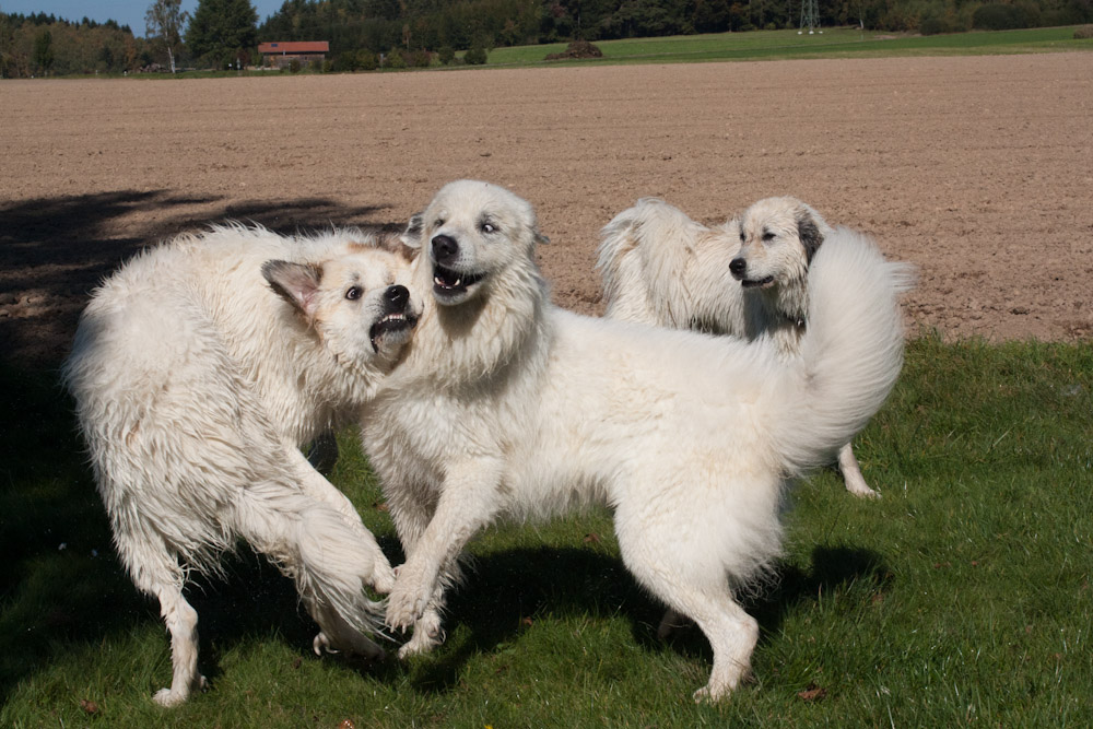 News und Bilder vom Pyrenäenberghund Welpentreffen 2011 - Ringen unter Halbbrüdern