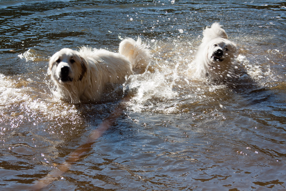 News und Bilder vom Pyrenäenberghund Welpentreffen 2011 - Seehunde