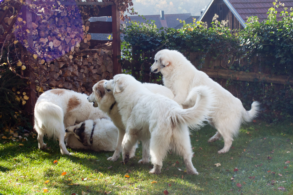 Pyrenäenberghund - Welpenspaziergang Dezember 2011 - Wie viele Pyrenäenberghunde sind das?