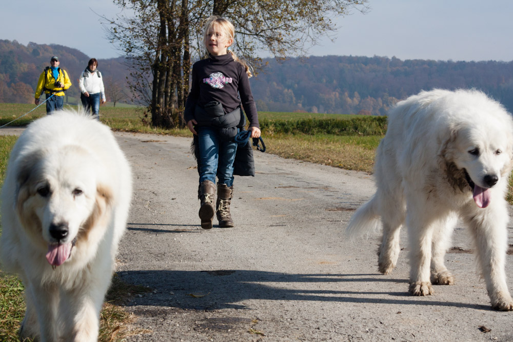 Pyrenäenberghund - Welpenspaziergang Dezember 2011 - Alt und Jung