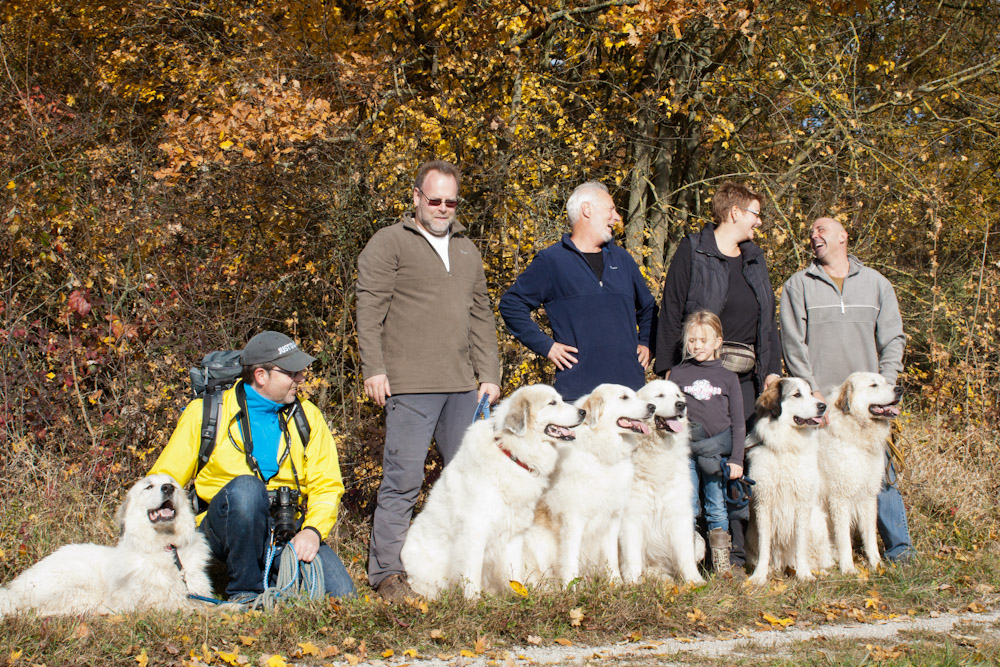 Pyrenäenberghund - Welpenspaziergang Dezember 2011 - Gruppenbild