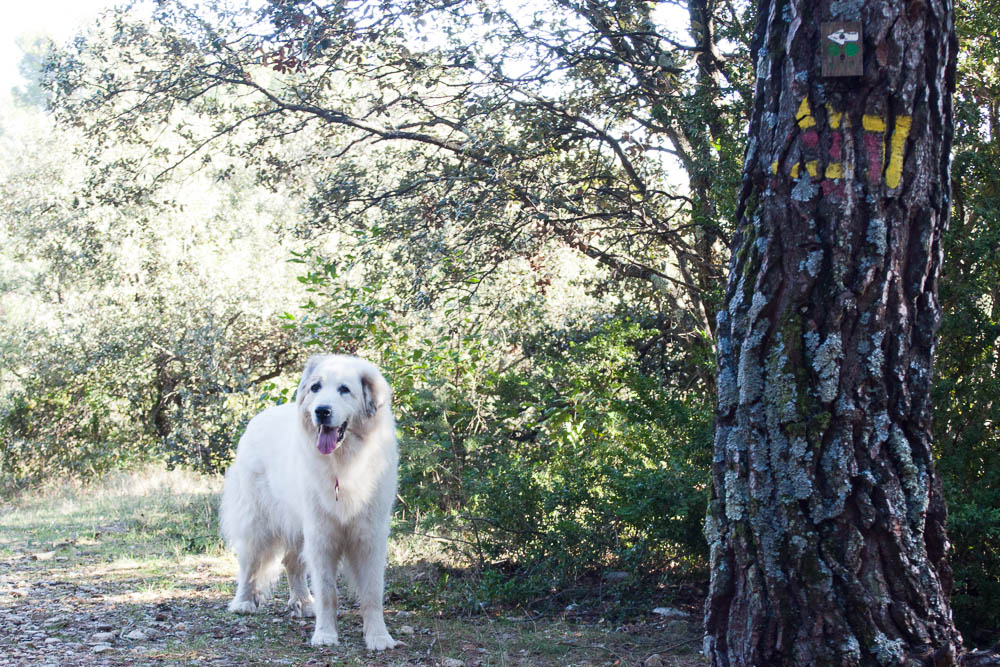Urlaub mit Pyrenäenberghund November 2011 - Frankreich - Mondragon (Provence) - Mondragon6