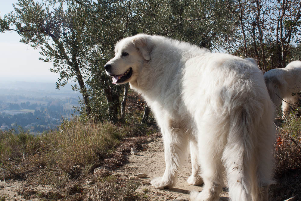 Urlaub mit Pyrenäenberghund November 2011 - Frankreich - Mondragon (Provence) - Mondragon3