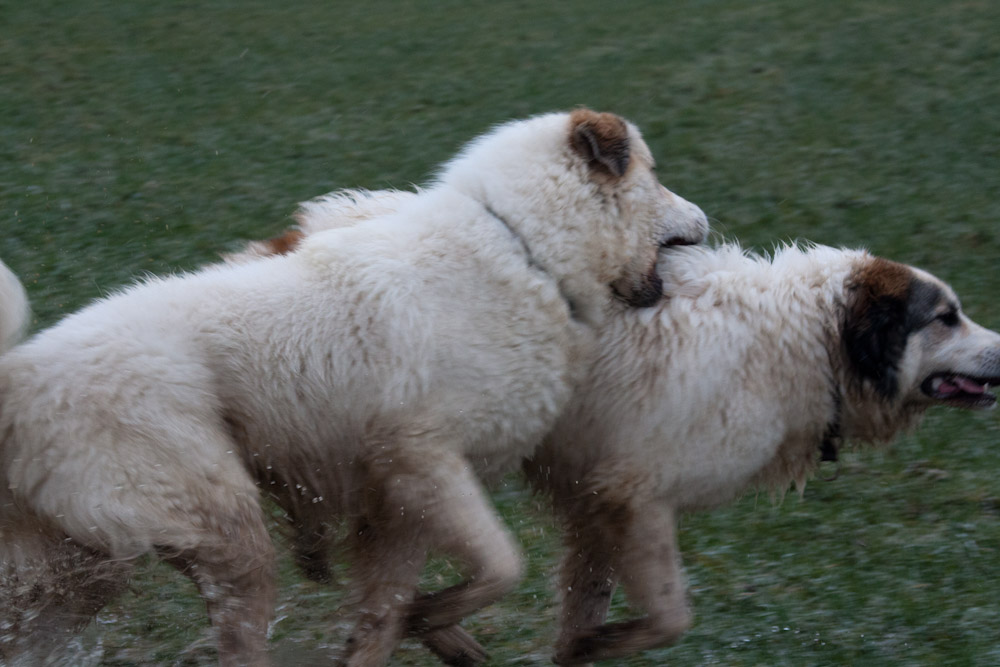 Pyrenäenberghund - Welpenspaziergang Januar 2012 - Schlammschlacht