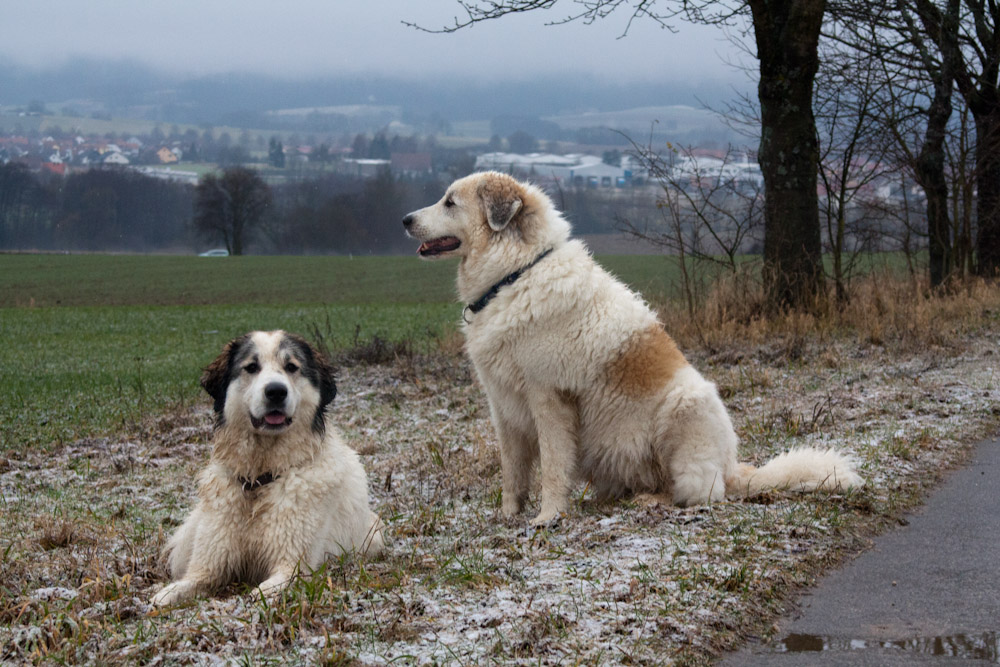 Pyrenäenberghund - Welpenspaziergang Januar 2012 - Mutter und Tochter