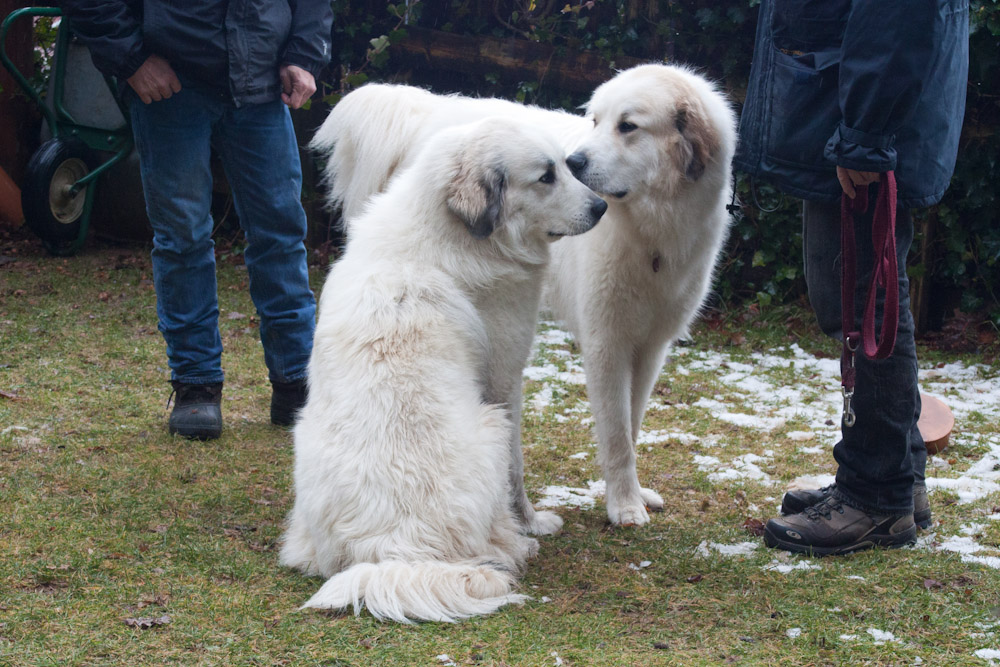 Pyrenäenberghund - Welpenspaziergang Januar 2012 - Bruder und Schwester
