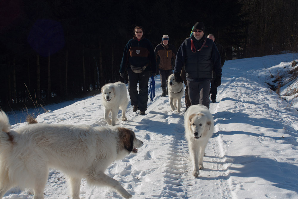 Pyrenäenberghund - Welpenspaziergang Februar 2012 - Herde unterwegs