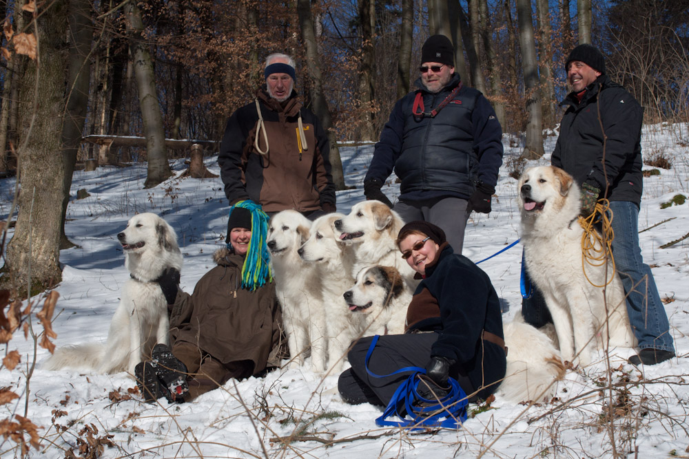 Pyrenäenberghund - Welpenspaziergang Februar 2012 - Gruppenbild