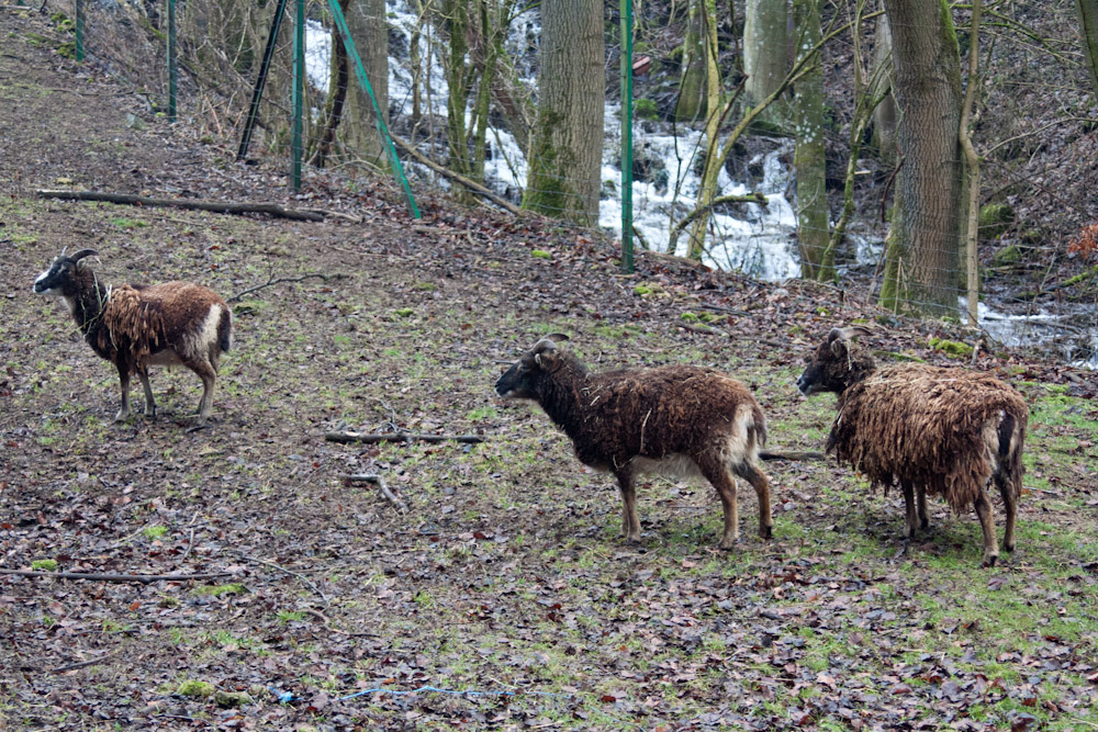 Pyrenäenberghund - Welpenspaziergang März 2012 - Soay - Schaf