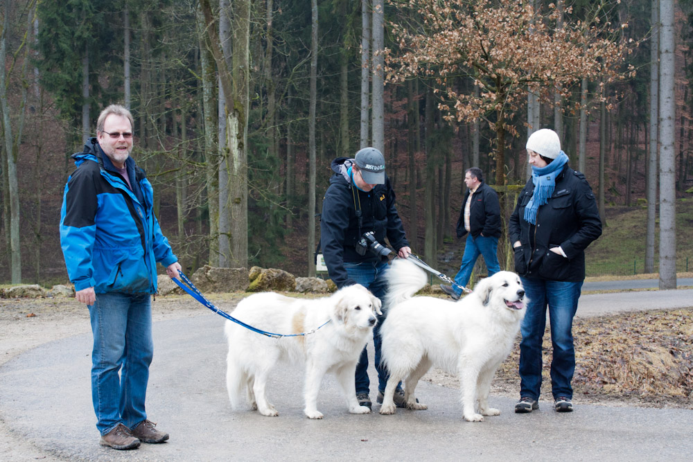 Pyrenäenberghund - Welpenspaziergang März 2012 - Pfiffer und Claire