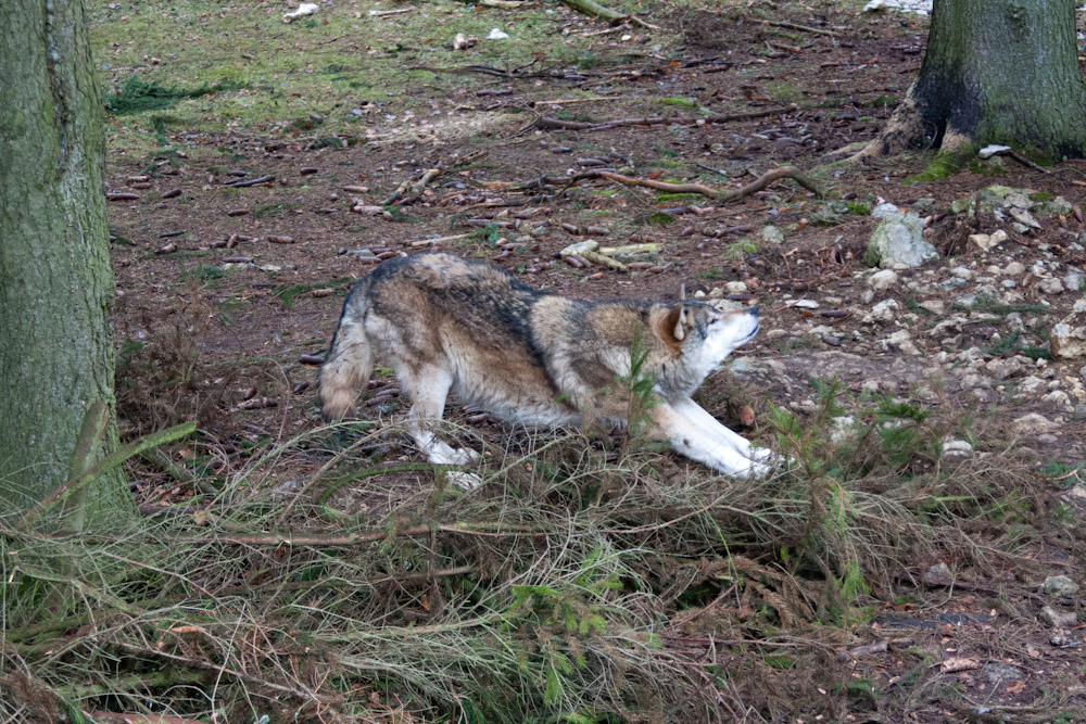 Pyrenäenberghund - Welpenspaziergang März 2012 - Wolf