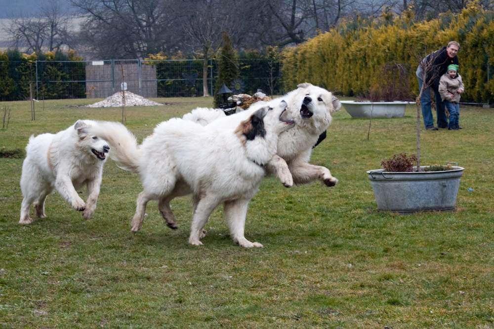 Pyrenäenberghund - Welpenspaziergang März 2012 - Abschlußtoben