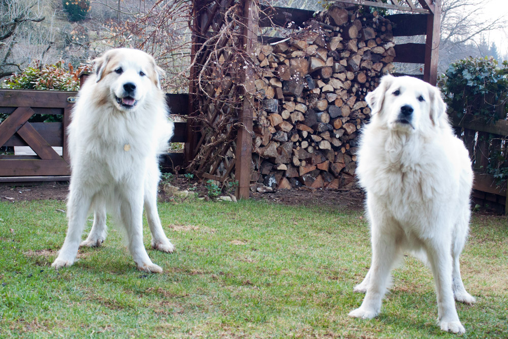 Pyrenäenberghund - Besuch von Balou März 2012 - Balou und Pfiffer