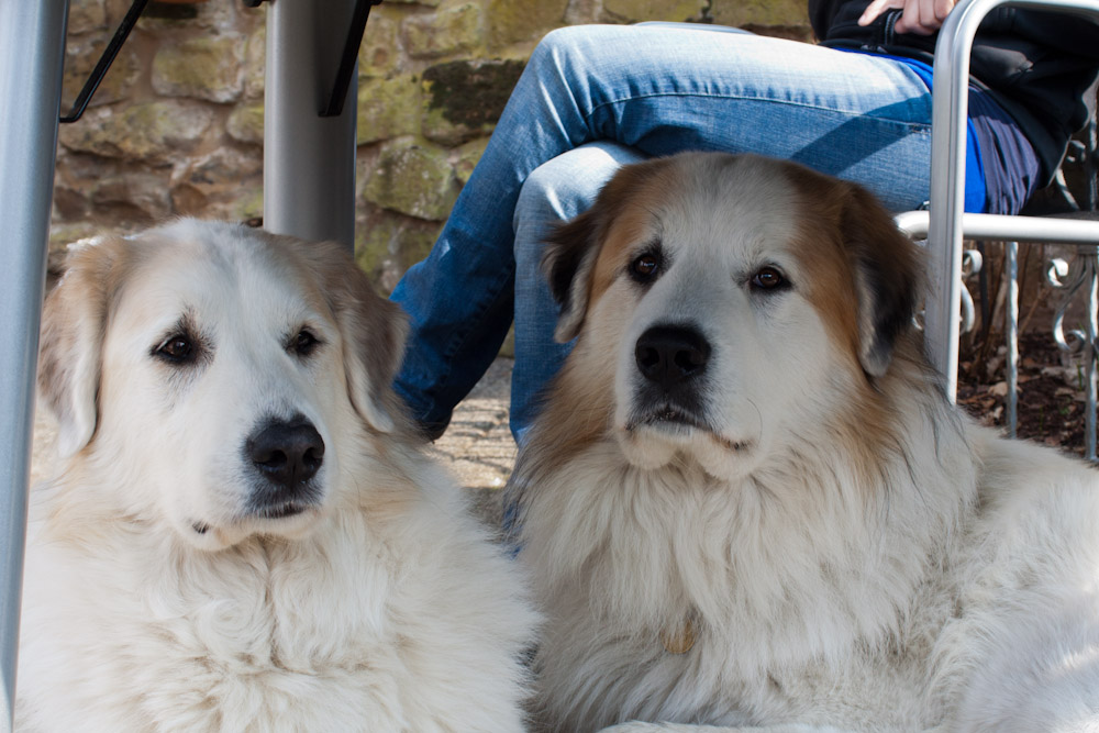 Pyrenäenberghund - Besuch von Balou März 2012 - Mutter und Sohn ist die Frühlingssonne zu kräftig
