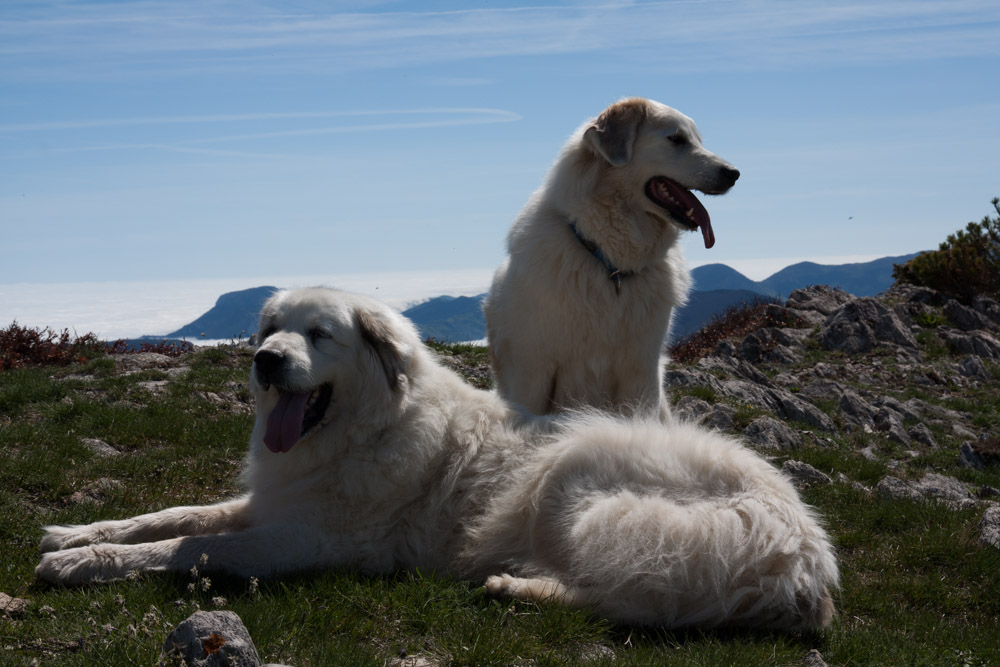Pyrenäenberghund Anshuli und Ariadne
