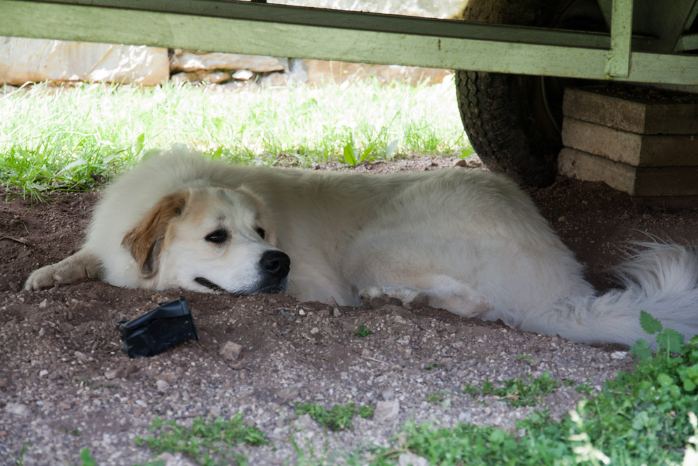 Pyrenäenberghund - Zu Besuch bei Cyrano Juni 2012 - Cyrano