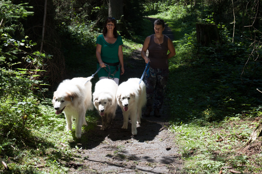 Pyrenäenberghund - Zu Besuch bei Balou Juli 2012 - Waldspaziergang