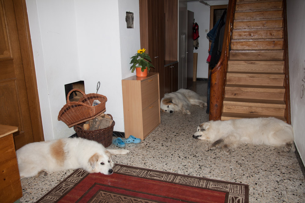Pyrenäenberghund - Zu Besuch bei Balou Juli 2012 - Chillen im kühlen Hausflur