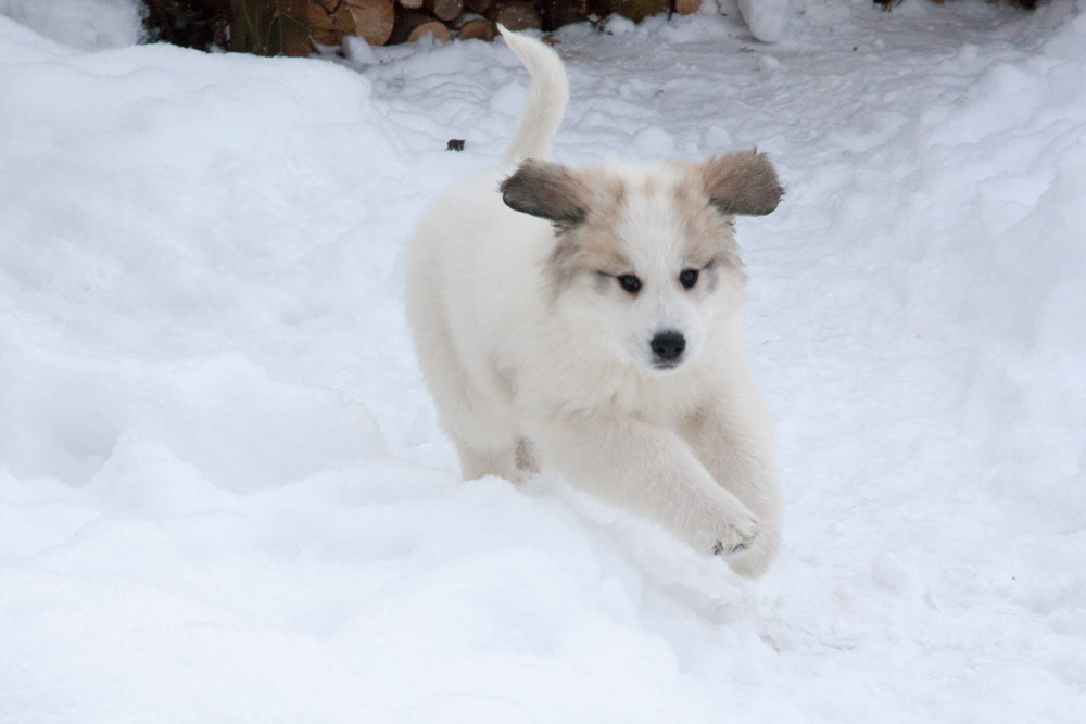 Pyrenäenberghund - Héloise, die erste Woche ist vorüber (Dezember 2012)