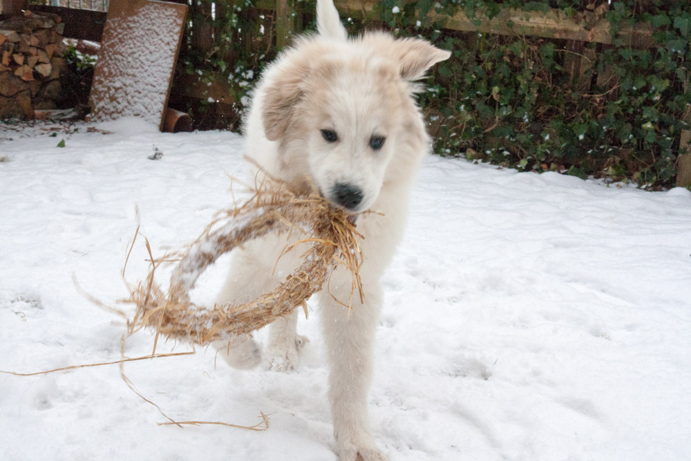 Pyrenäenberghund - Heloise Februar 2013