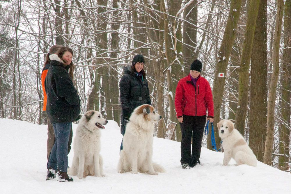 Pyrenäenberghund - Besuch von Balou Februar 2013